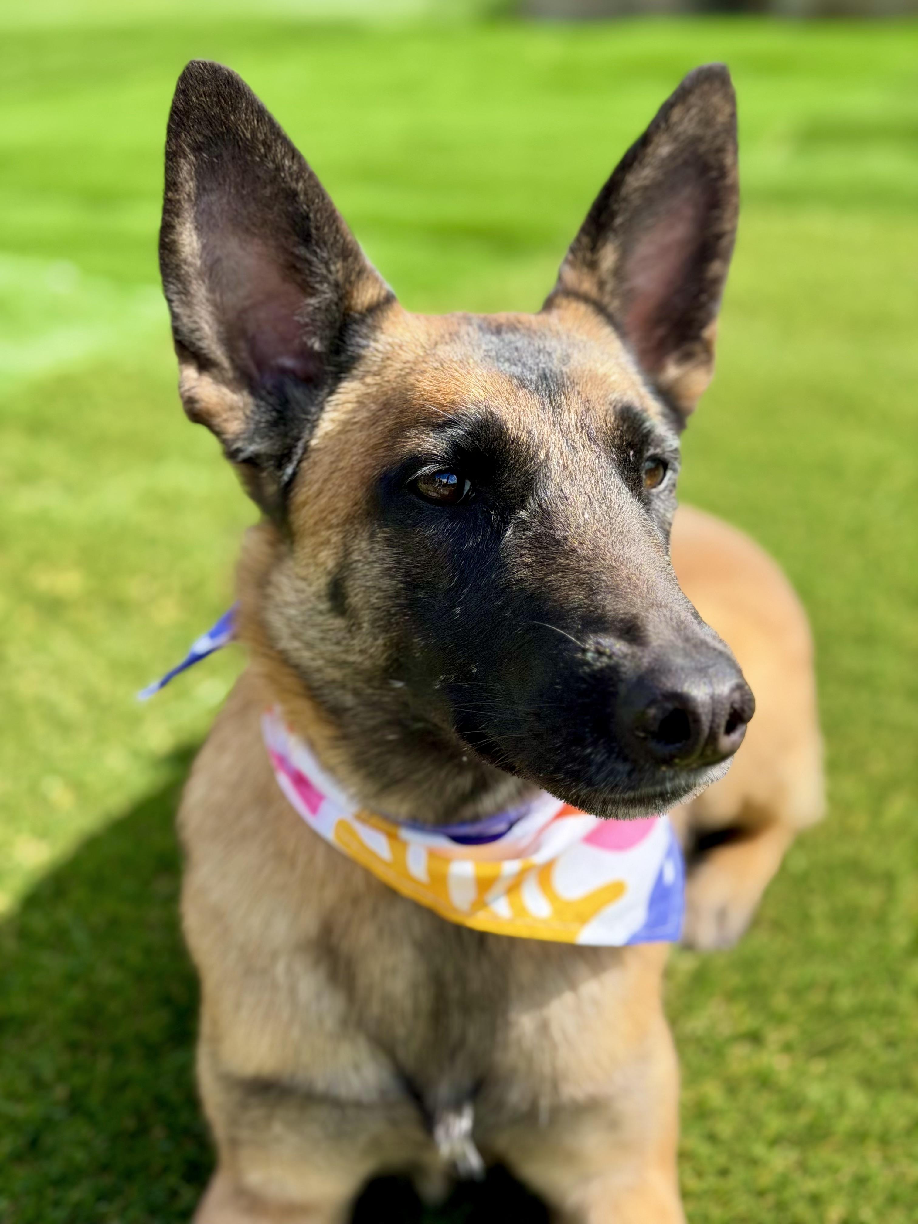 Enlarge Pumpkin, a Adoptable mixed breed in San Diego, CA image 6/6