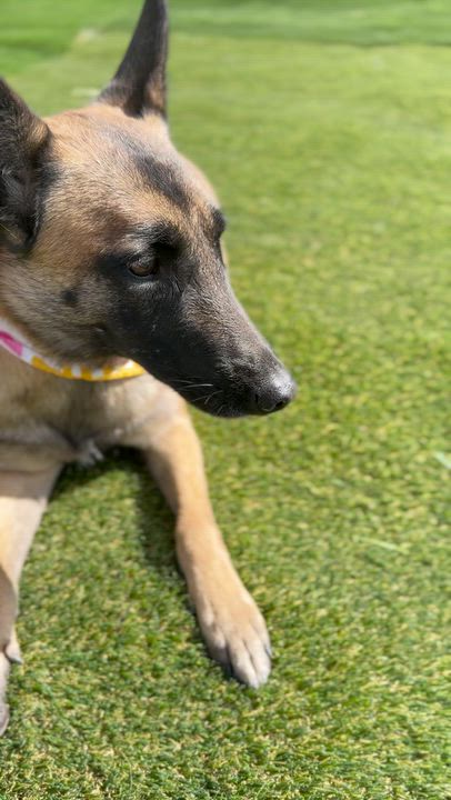 Enlarge Pumpkin, a Adoptable mixed breed in San Diego, CA video 4/6