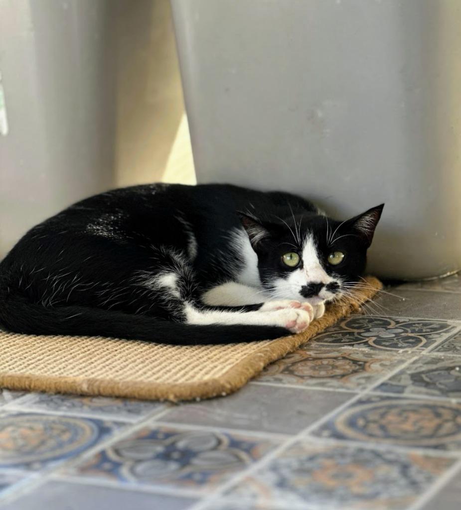 Maisy — thumbnail 3