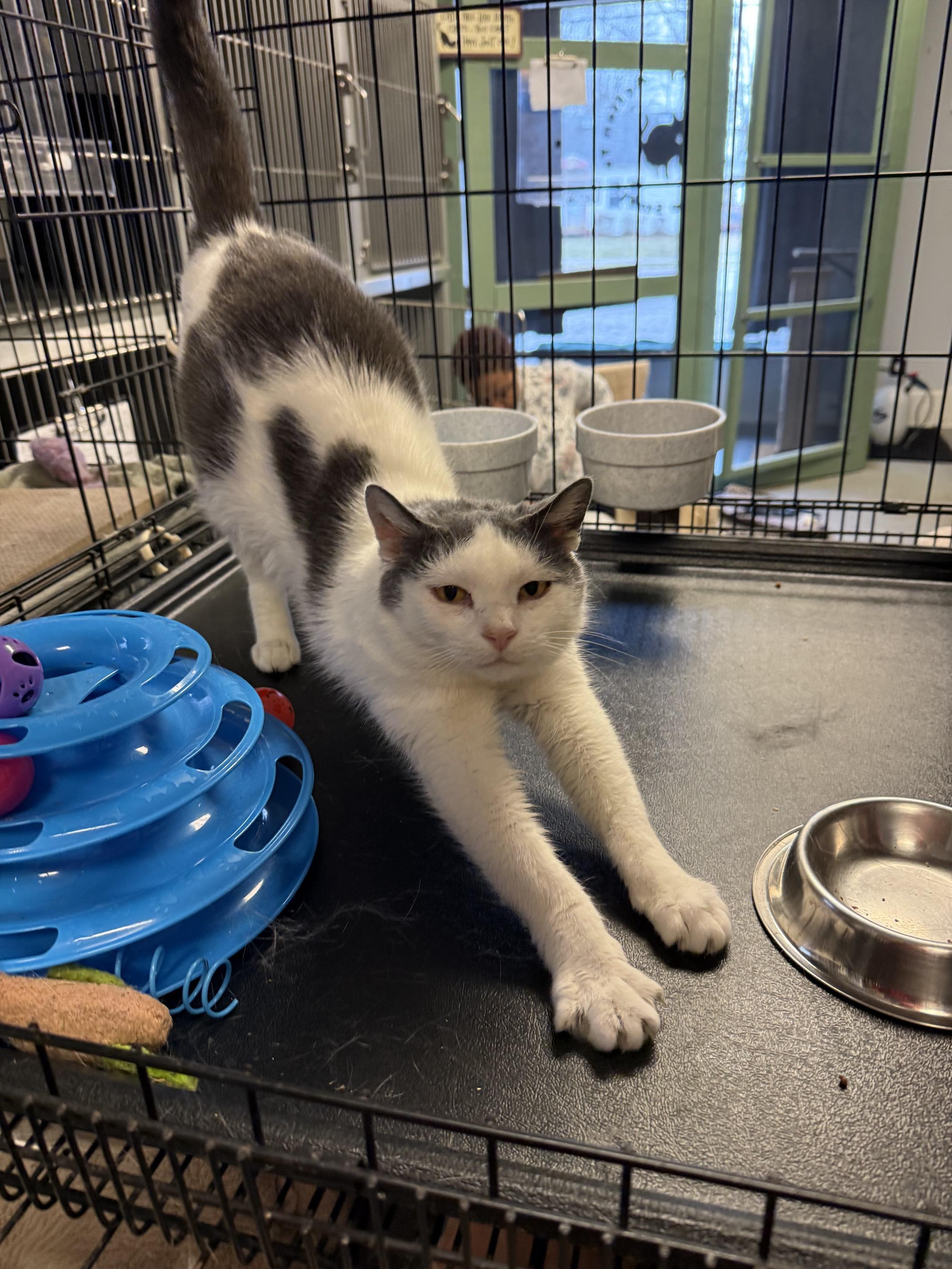 Lily, Adoptable, Young Female Domestic Short Hair.