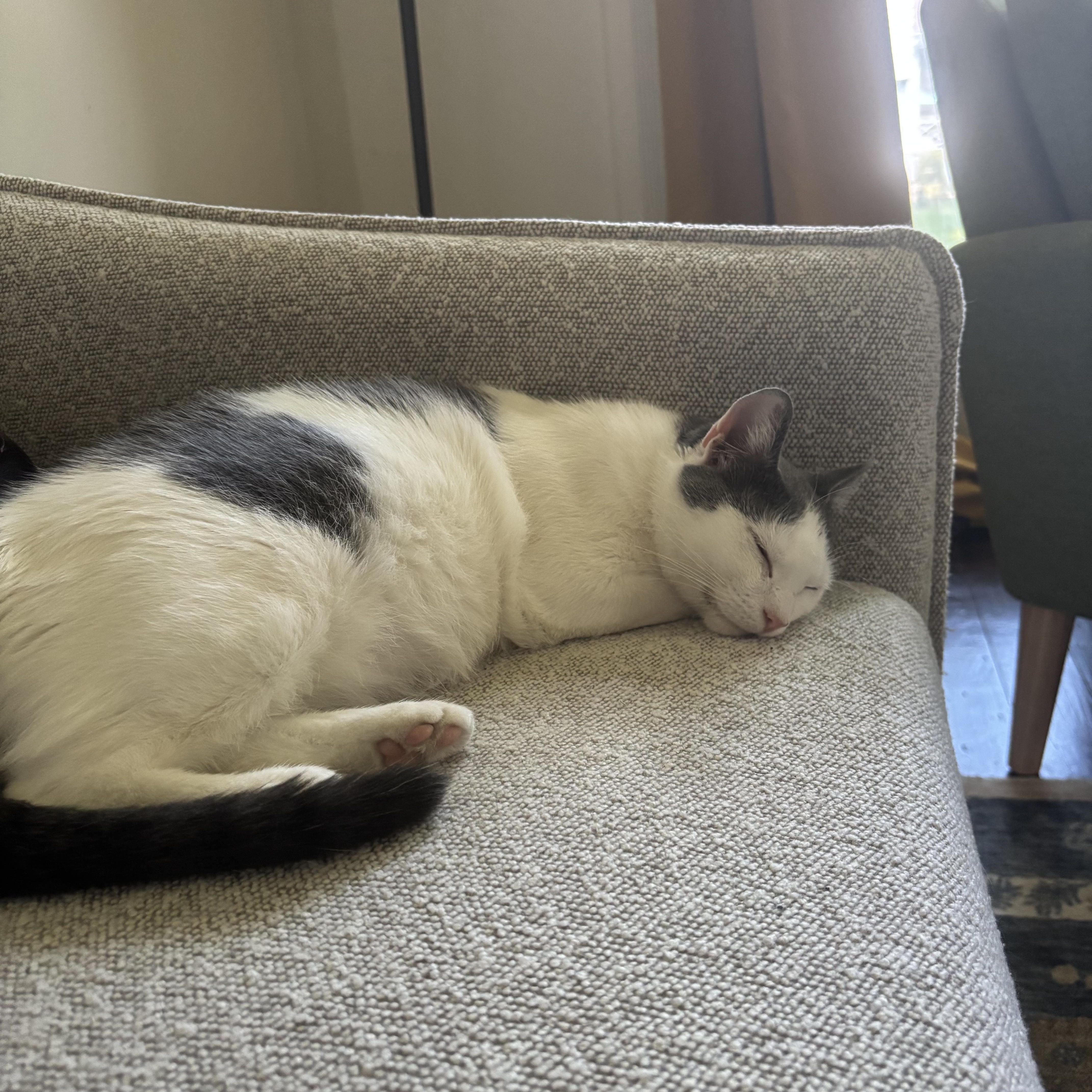 Lily, a Adoptable Domestic Short Hair in Oberlin, OH image 2/6