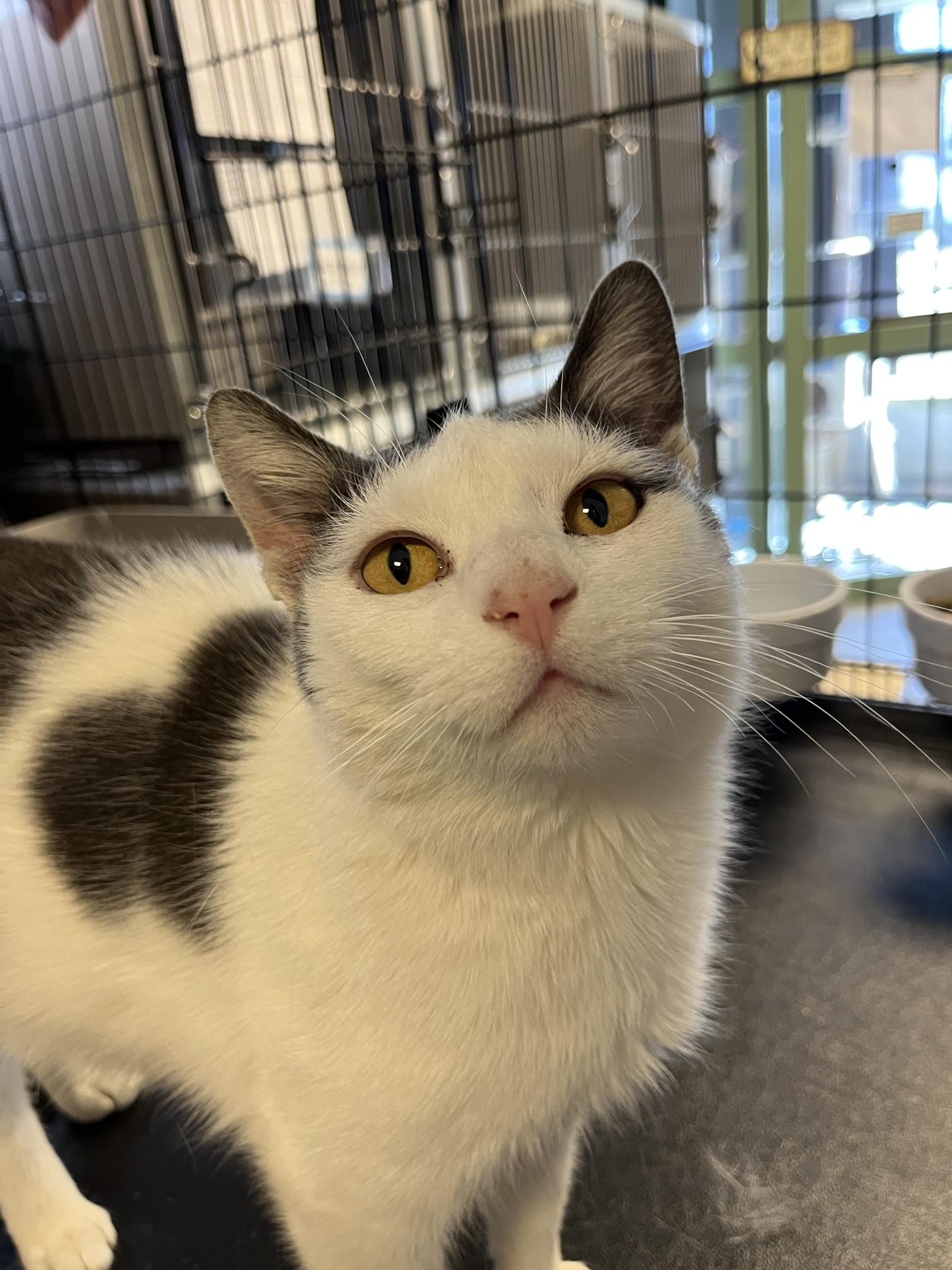 Lily, a Adoptable Domestic Short Hair in Oberlin, OH image 5/6