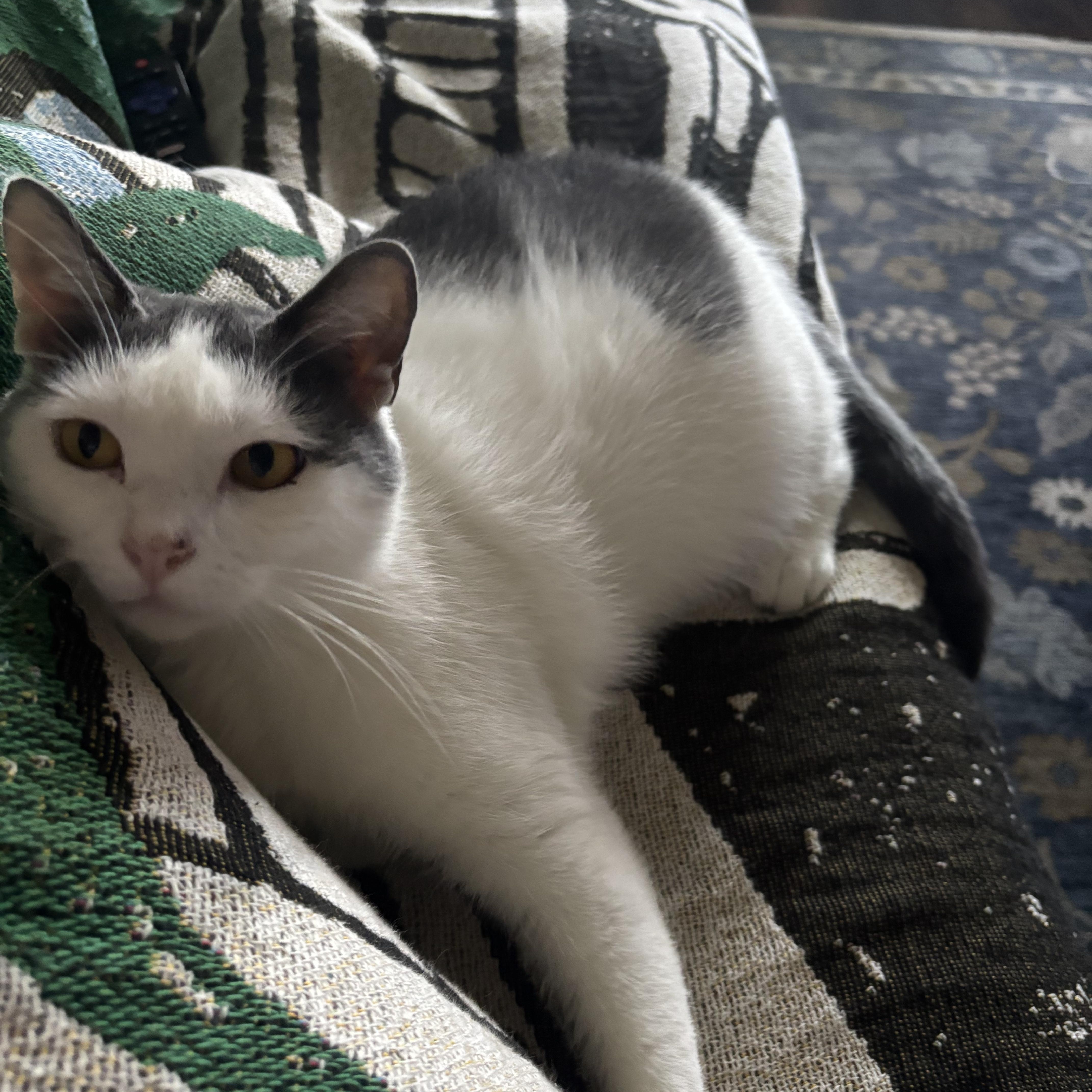 Lily, Adoptable, Young Female Domestic Short Hair.