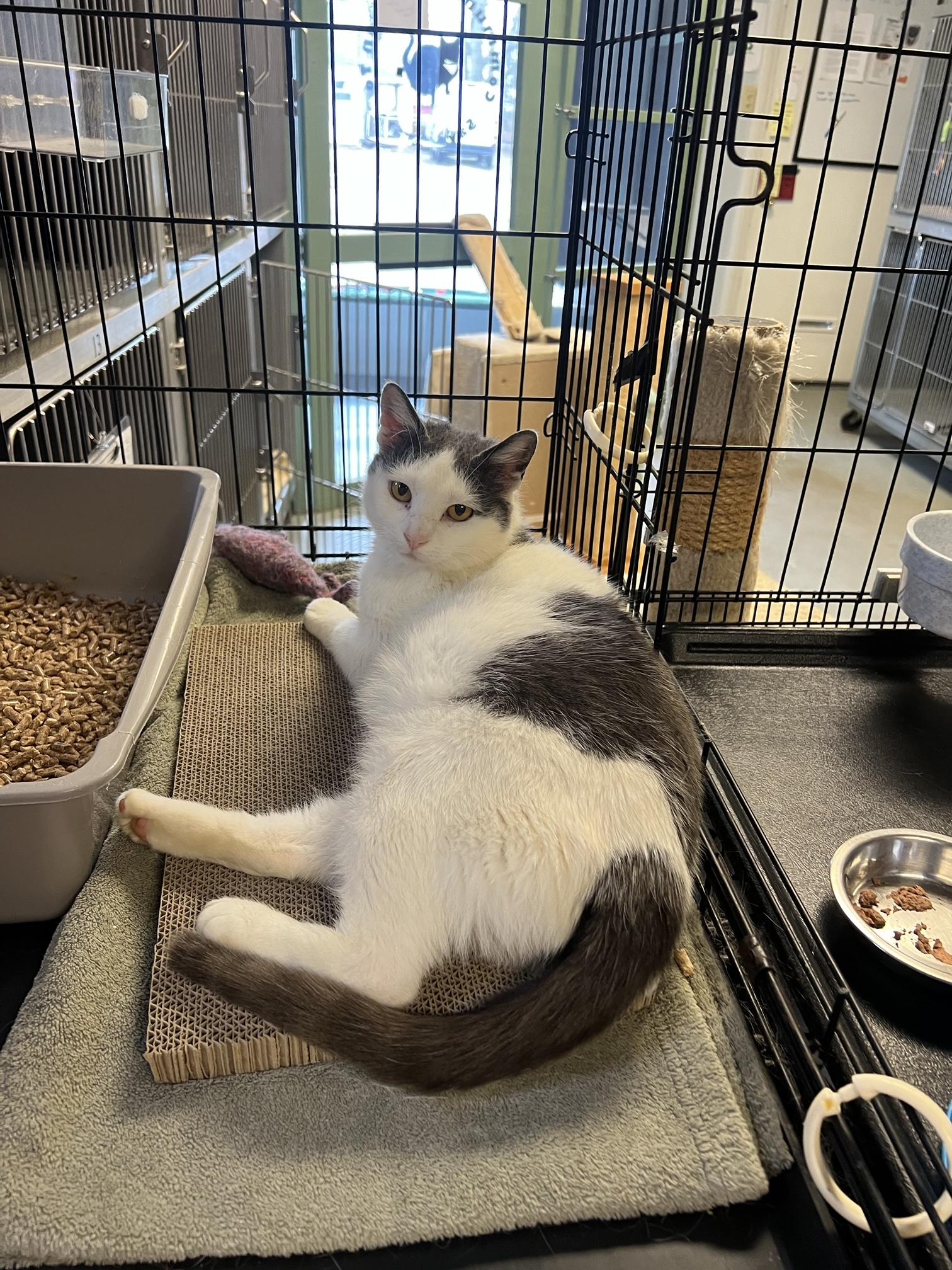 Lily, a Adoptable Domestic Short Hair in Oberlin, OH image 6/6