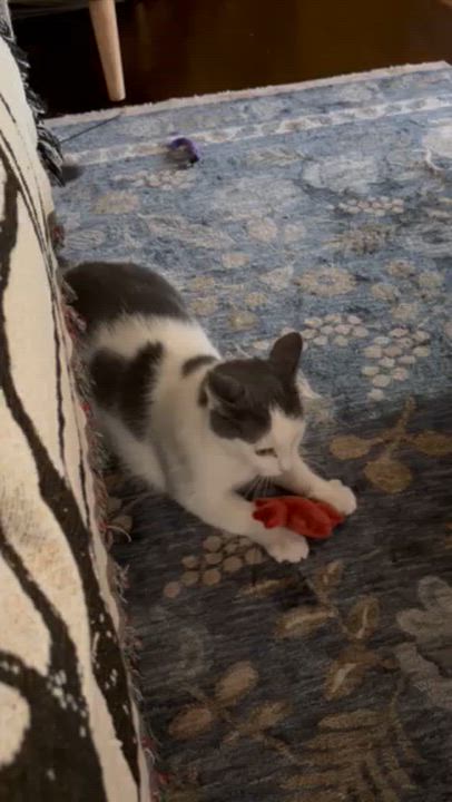 Enlarge Lily, a Adoptable Domestic Short Hair in Oberlin, OH video 3/6