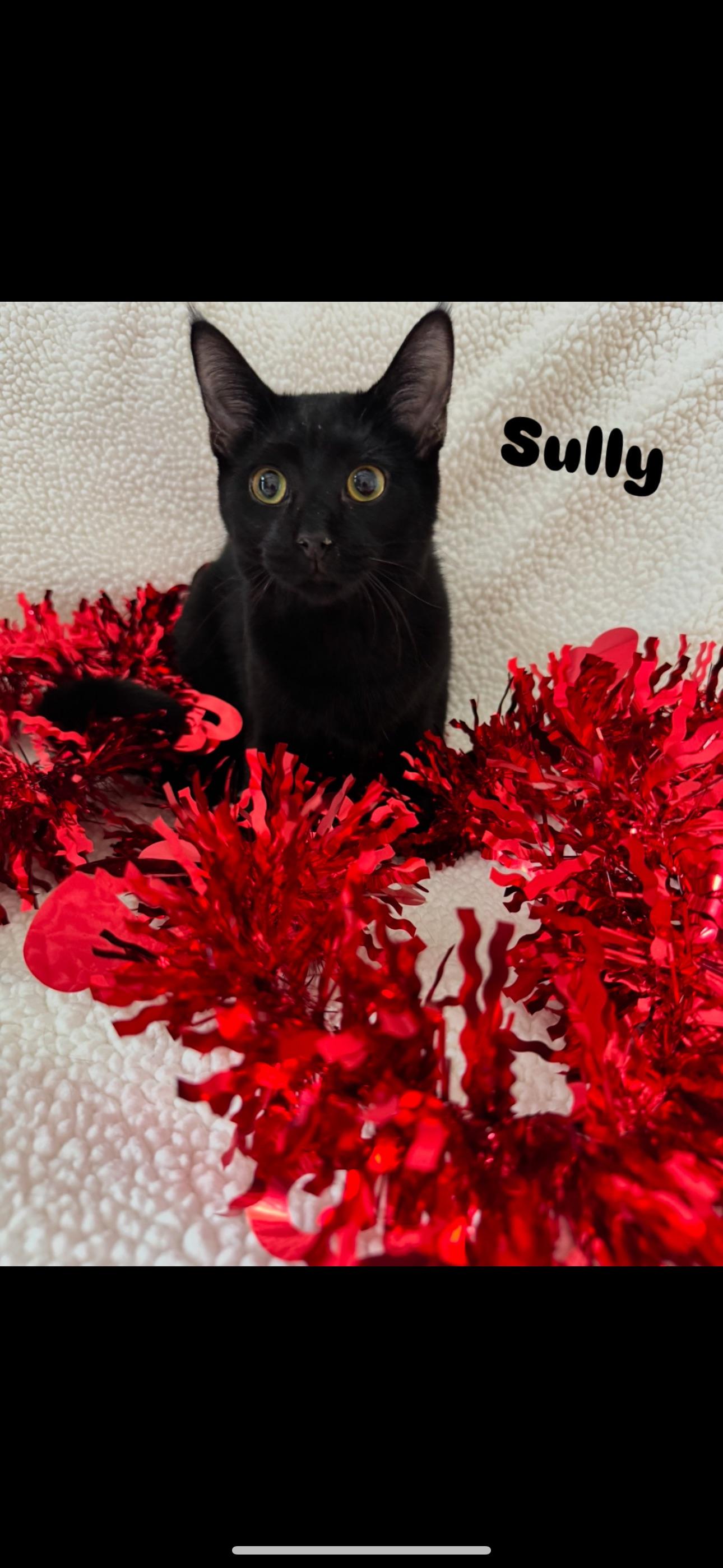 Enlarge Sully, a Adoptable Domestic Short Hair in Niles, MI image 1/1