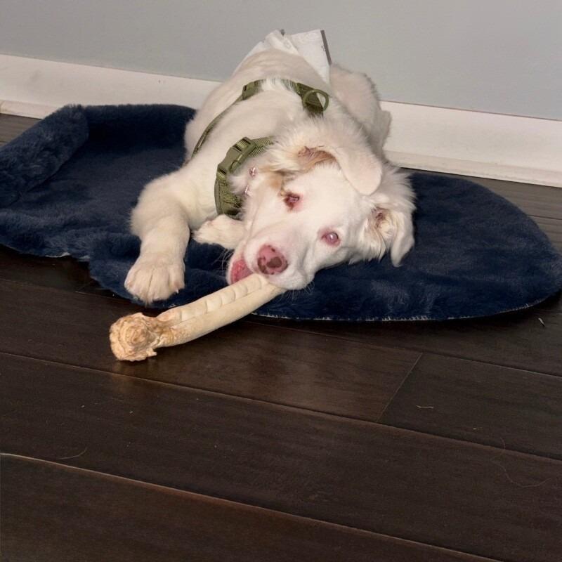 Noble, a Adoptable mixed breed in Alma, WI image 1/6