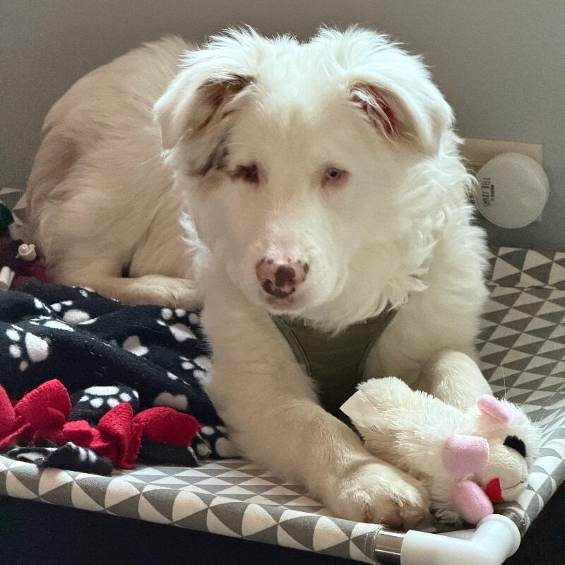 Noble, a Adoptable mixed breed in Alma, WI image 2/6