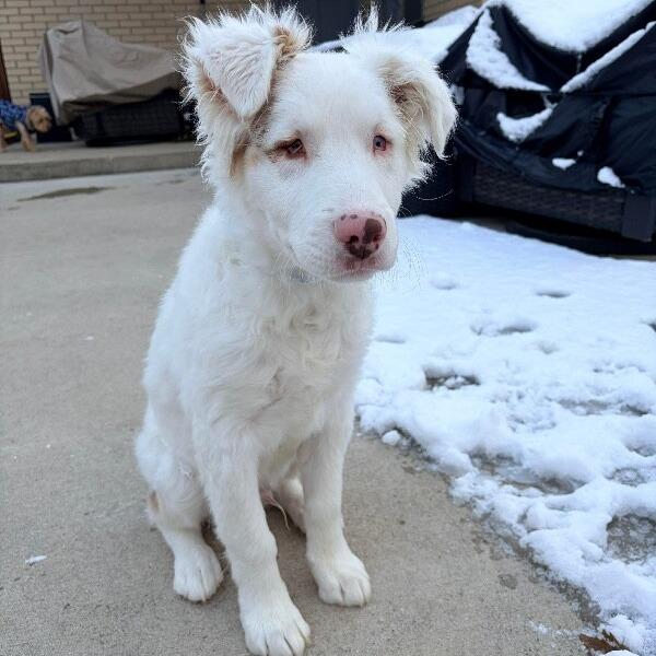 Noble, a Adoptable mixed breed in Alma, WI image 3/6