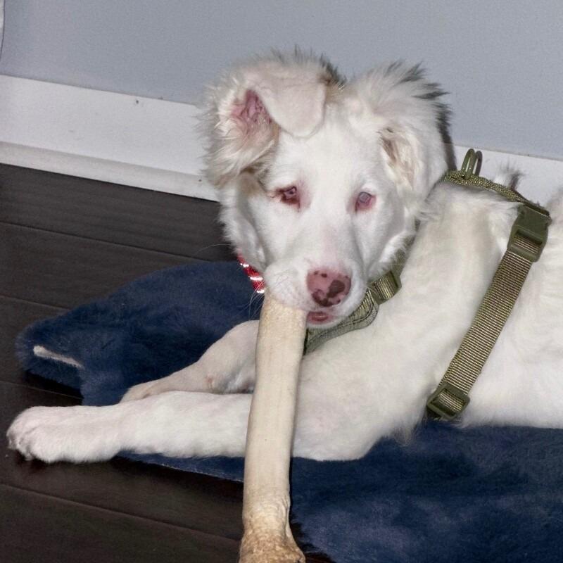 Noble, a Adoptable mixed breed in Alma, WI image 4/6