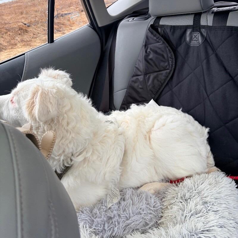 Noble, a Adoptable mixed breed in Alma, WI image 5/6