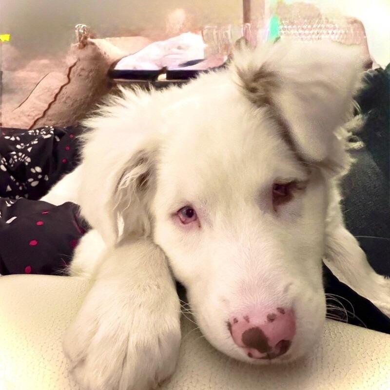 Noble, a Adoptable mixed breed in Alma, WI image 6/6