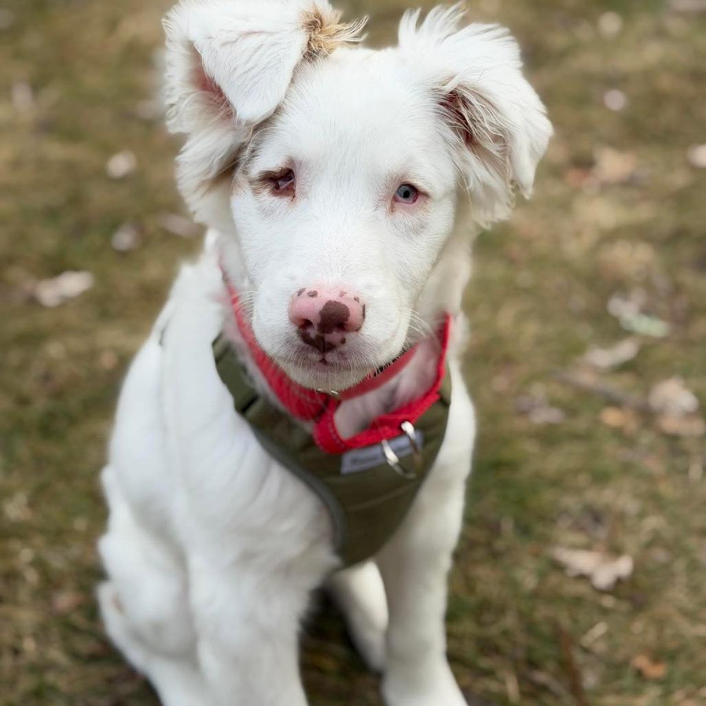 Enlarge Noble, a Adoptable mixed breed in Alma, WI image 6/6