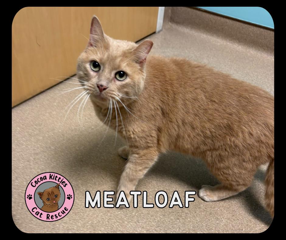 Meatloaf, Adoptable, Adult Male Domestic Short Hair.