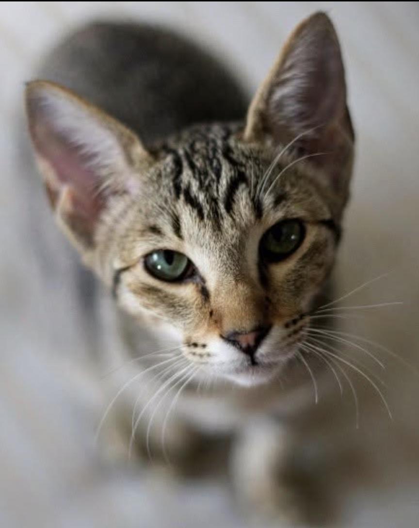 Enlarge Yoko, a Adoptable mixed breed in Verdun, QC image 2/6