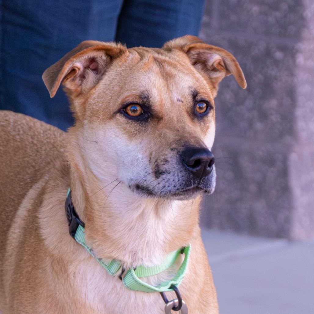 Enlarge Milo, a Adoptable mixed breed in Albuquerque, NM image 1/4