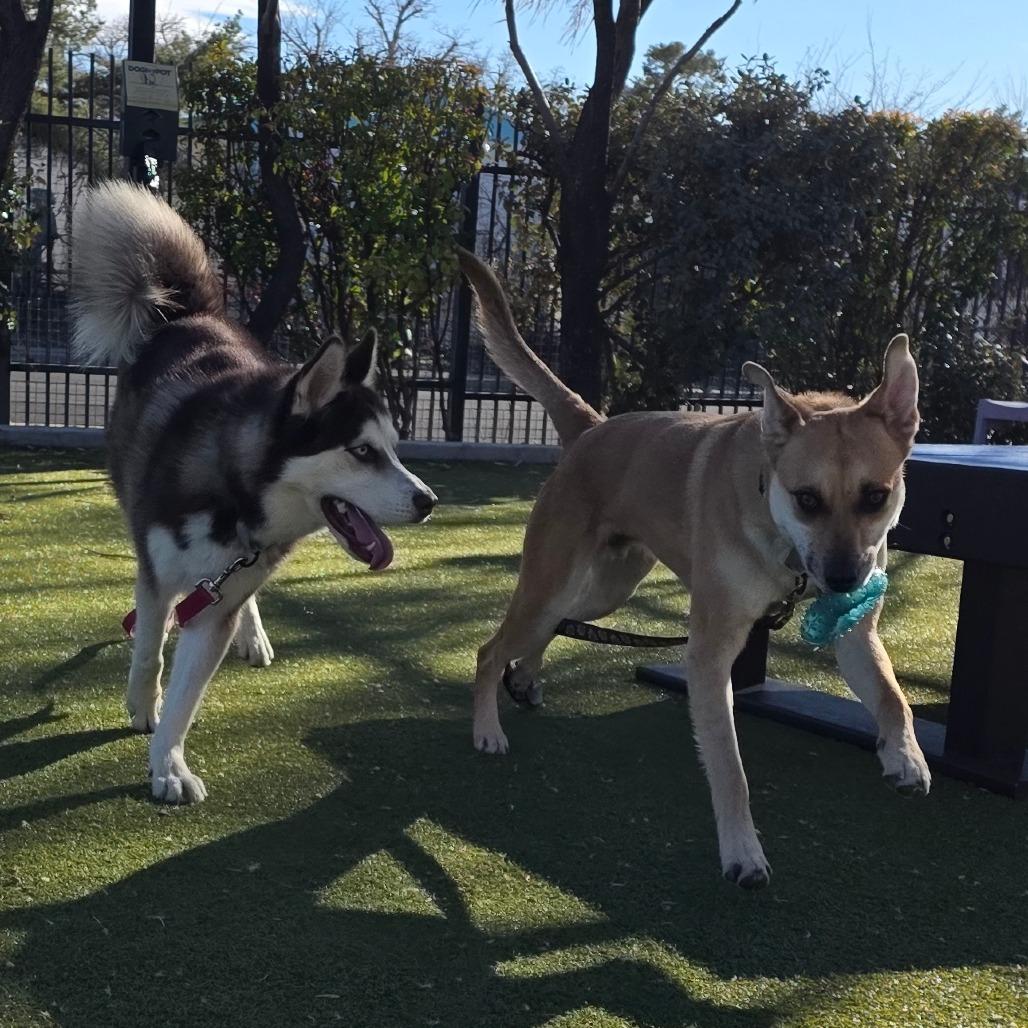 Milo, a Adoptable mixed breed in Albuquerque, NM image 2/6