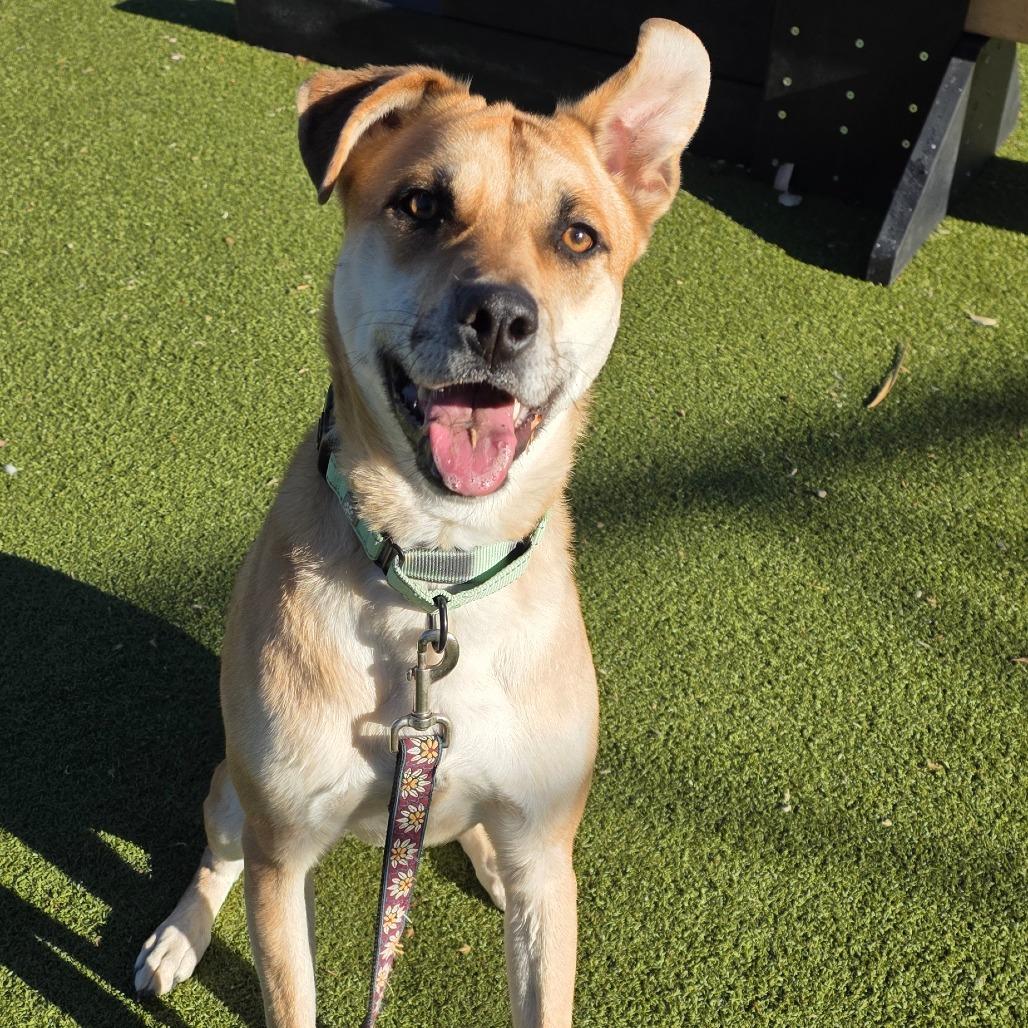 Milo, a Adoptable mixed breed in Albuquerque, NM image 5/6