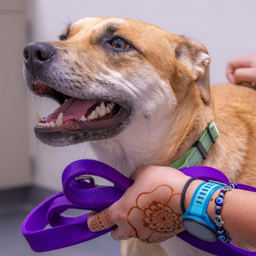 Enlarge Milo, a Adoptable mixed breed in Albuquerque, NM image 4/4