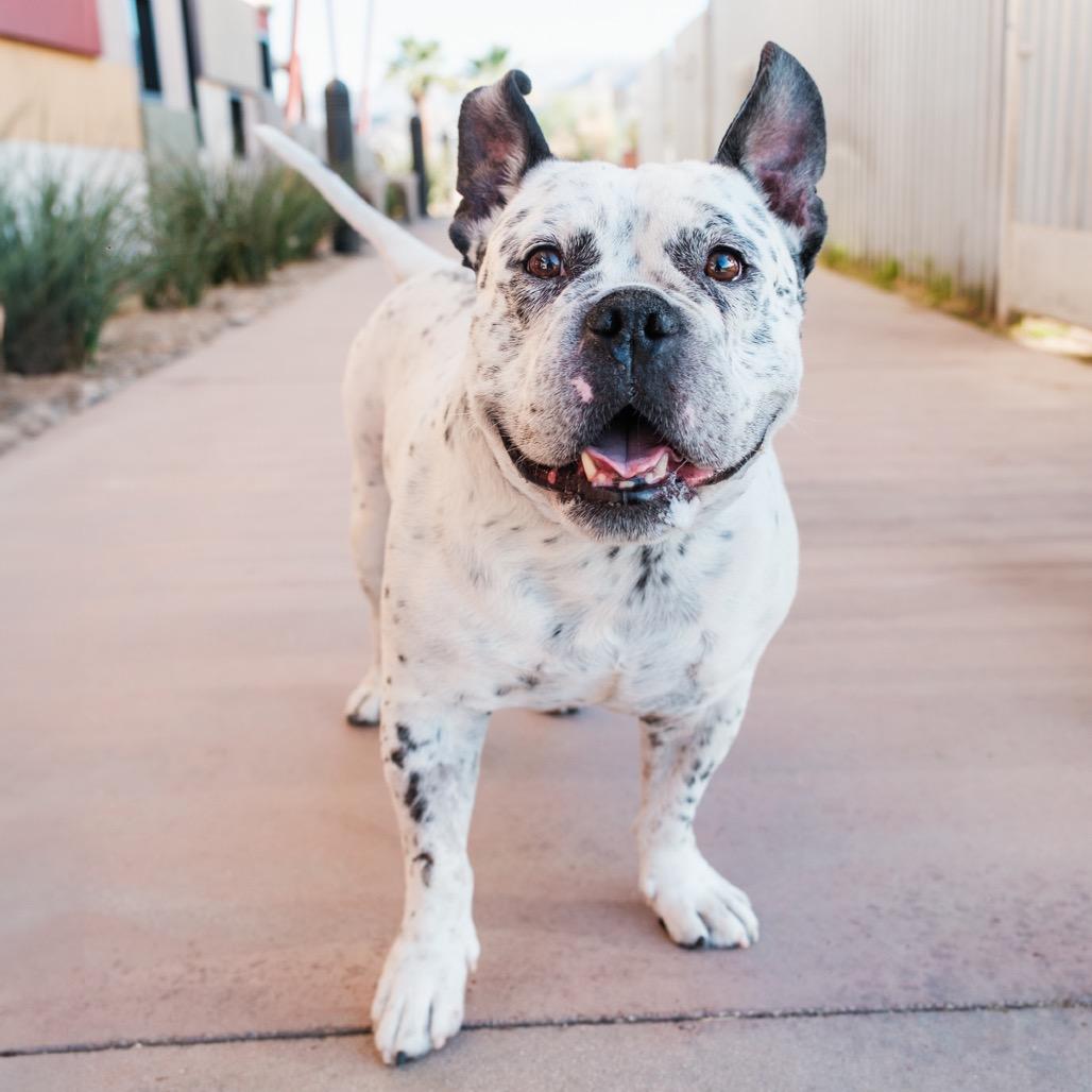 Enlarge Jefe, a Adoptable Mixed Breed in Palm Springs, CA image 1/2