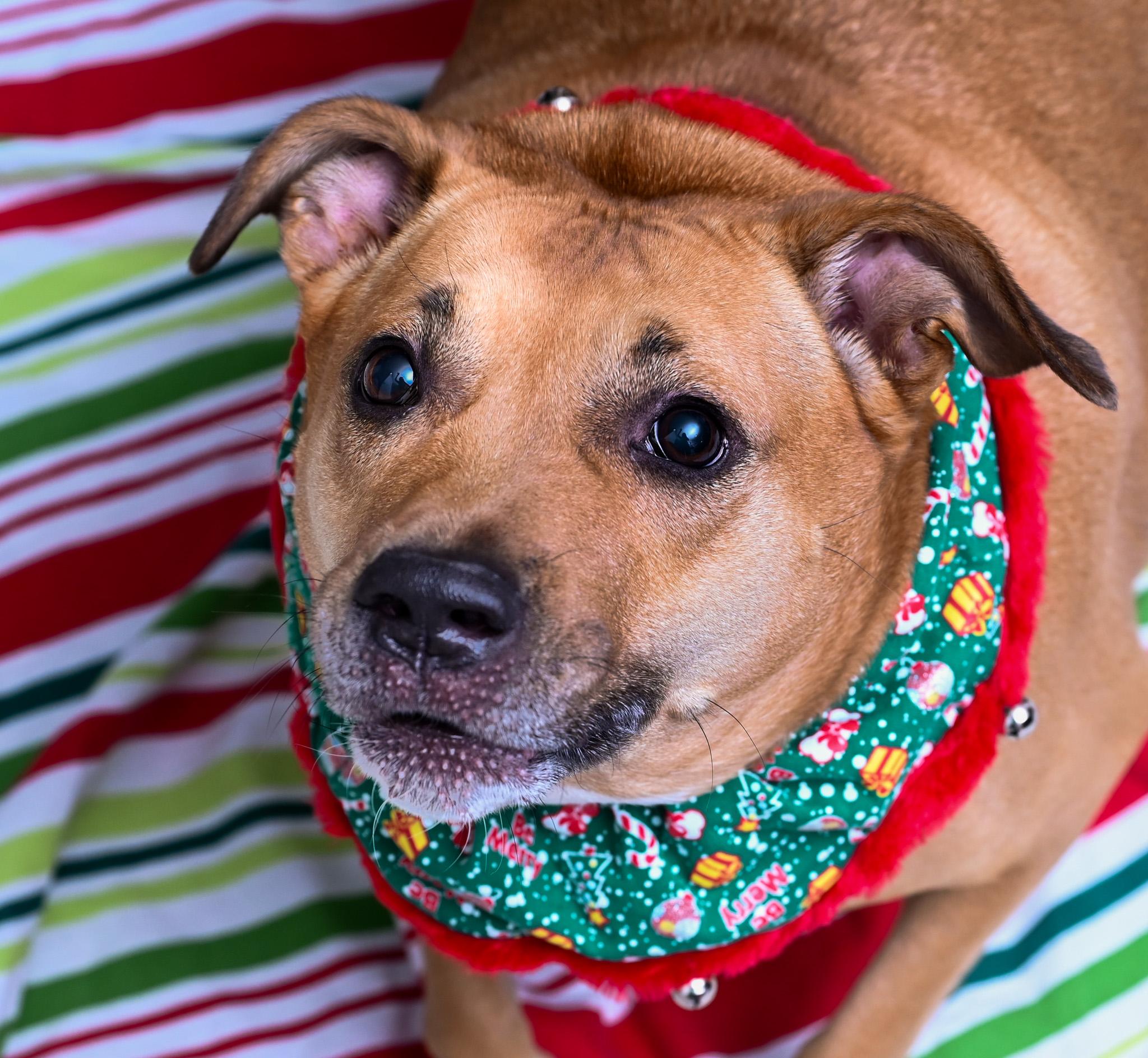 Enlarge Skyy, a Adoptable mixed breed in Chattanooga, TN image 3/6