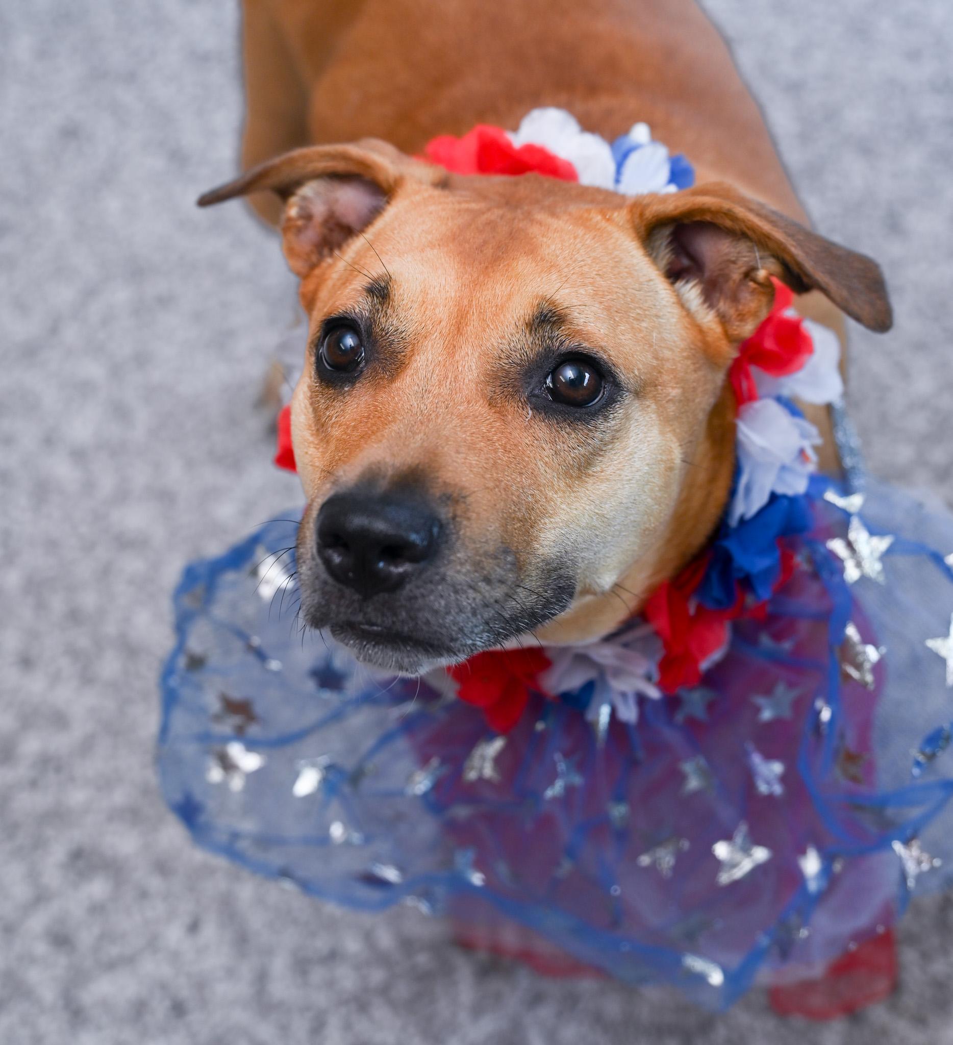 Enlarge Skyy, a Adoptable mixed breed in Chattanooga, TN image 5/6