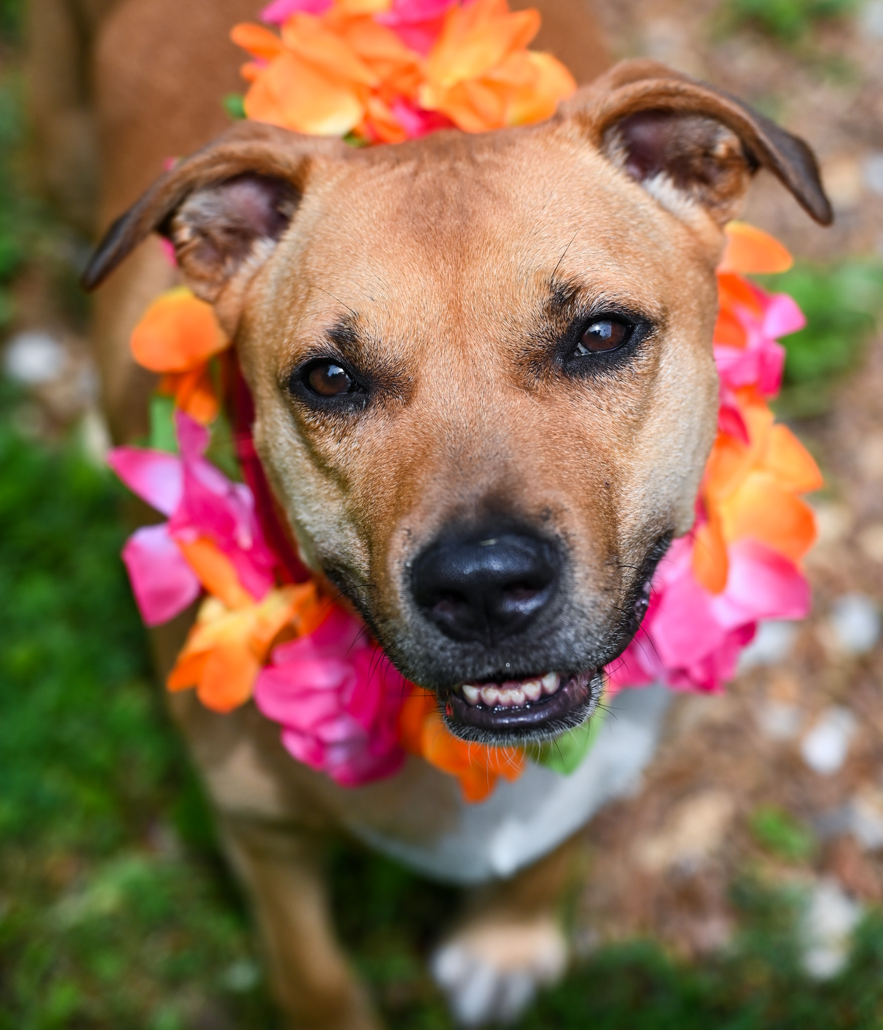 Enlarge Skyy, a Adoptable mixed breed in Chattanooga, TN image 4/6