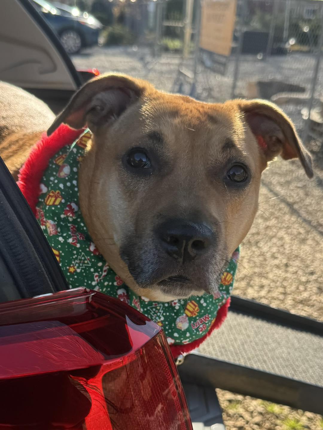 Enlarge Skyy, a Adoptable mixed breed in Chattanooga, TN image 1/6