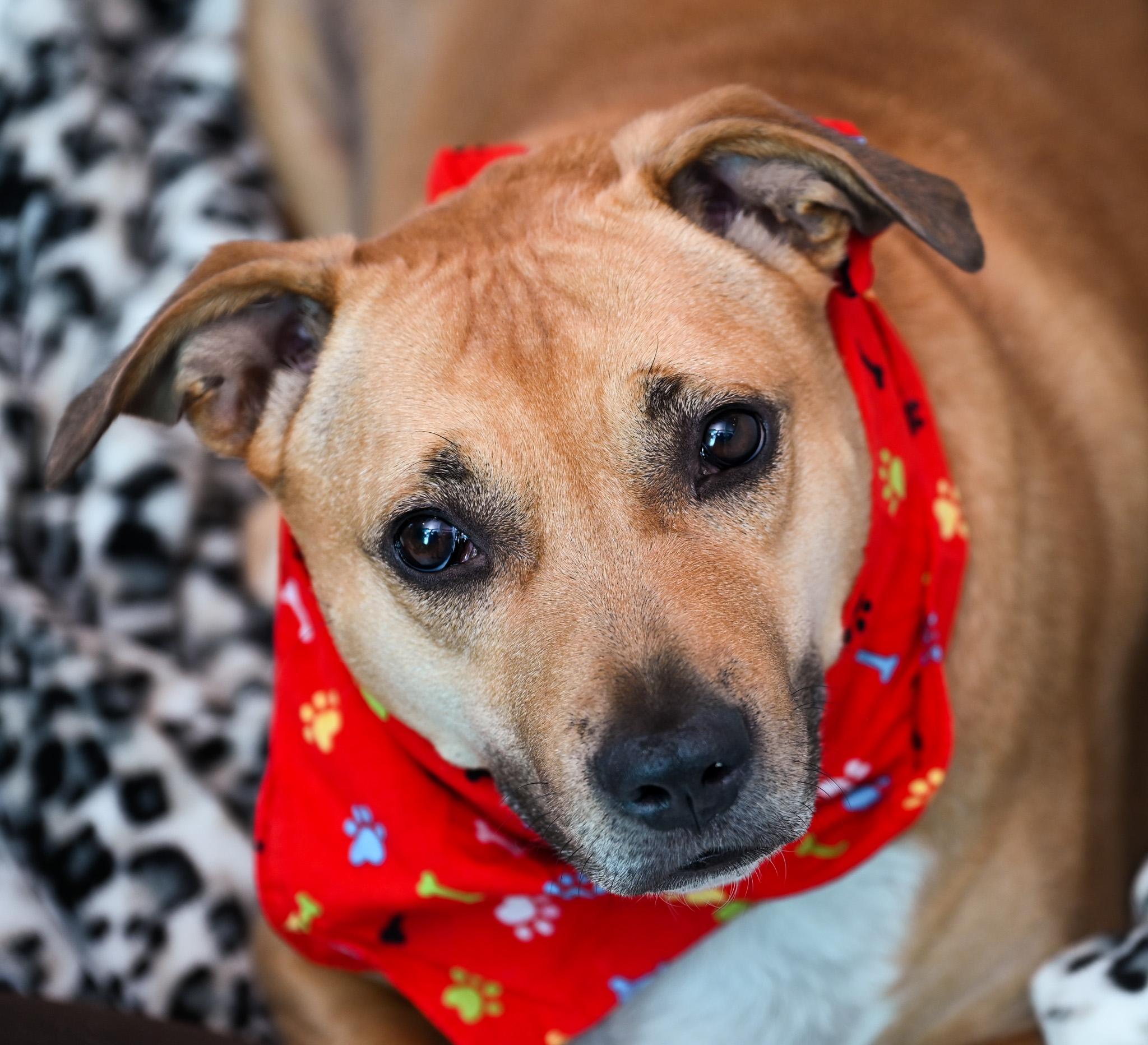 Enlarge Skyy, a Adoptable mixed breed in Chattanooga, TN image 2/6