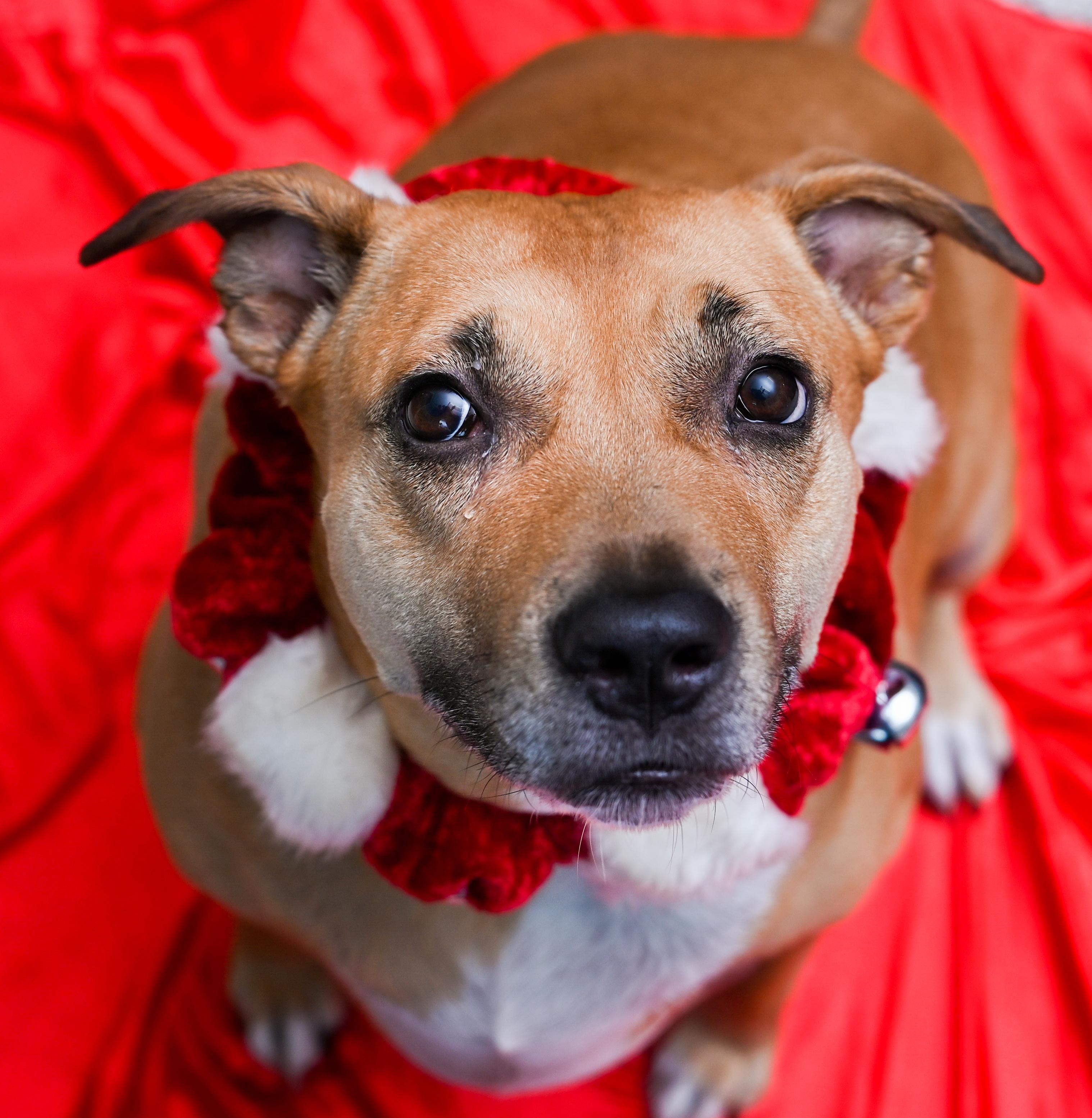 Enlarge Skyy, a Adoptable mixed breed in Chattanooga, TN image 3/6