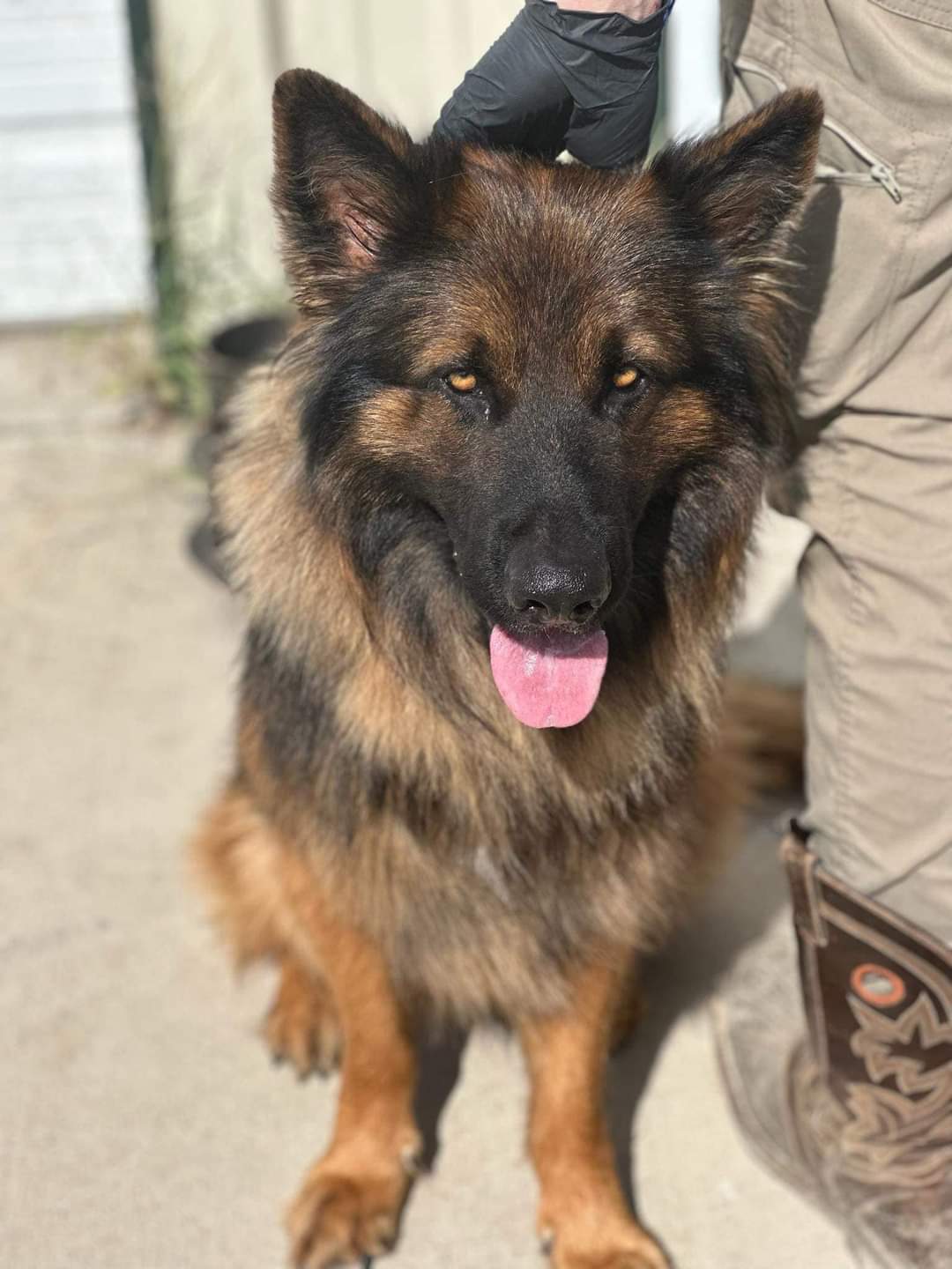 Saint, Adopted, Young Male German Shepherd Dog.