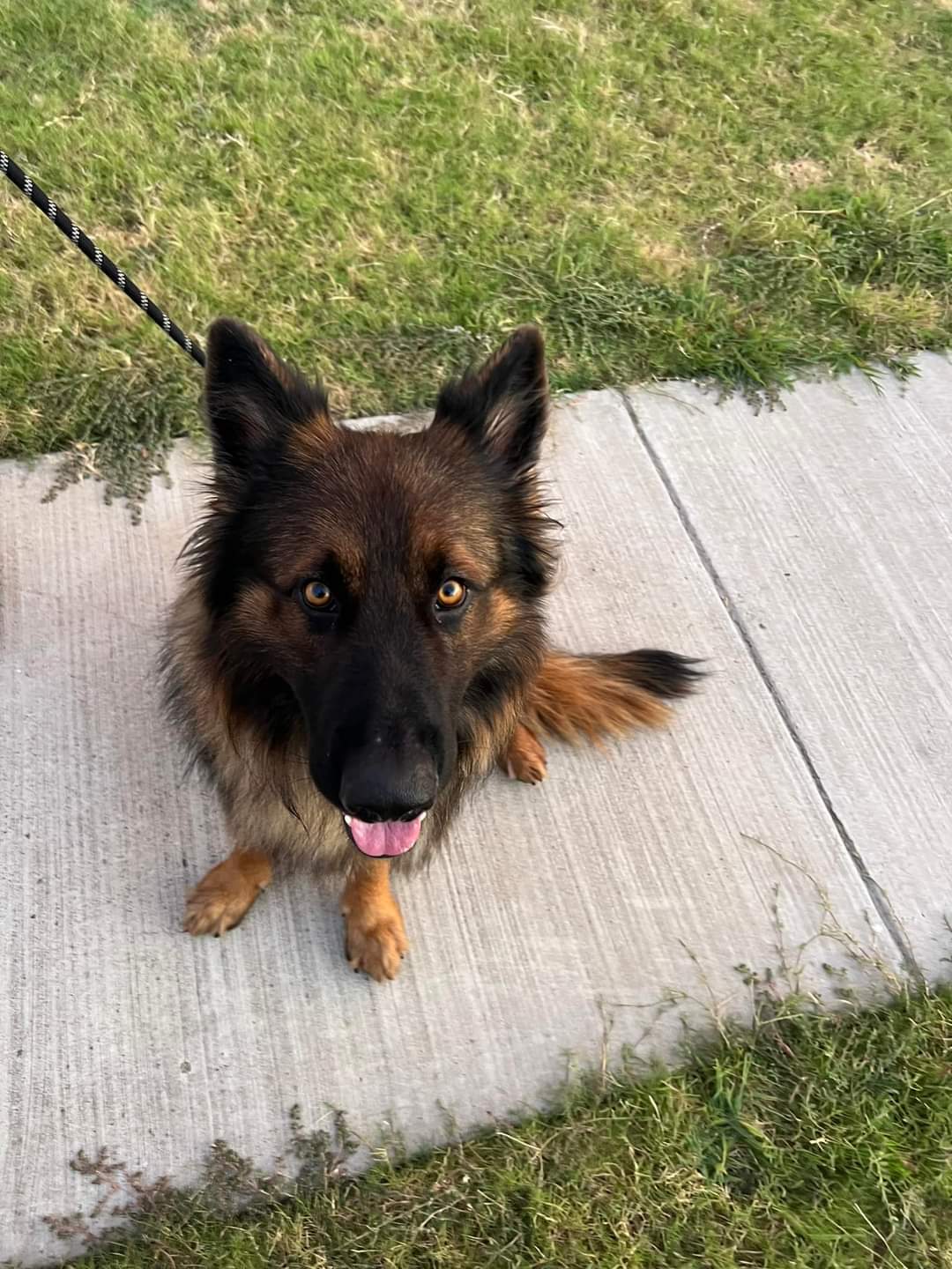 Enlarge Saint, a Adopted German Shepherd Dog in Forney, TX image 2/3