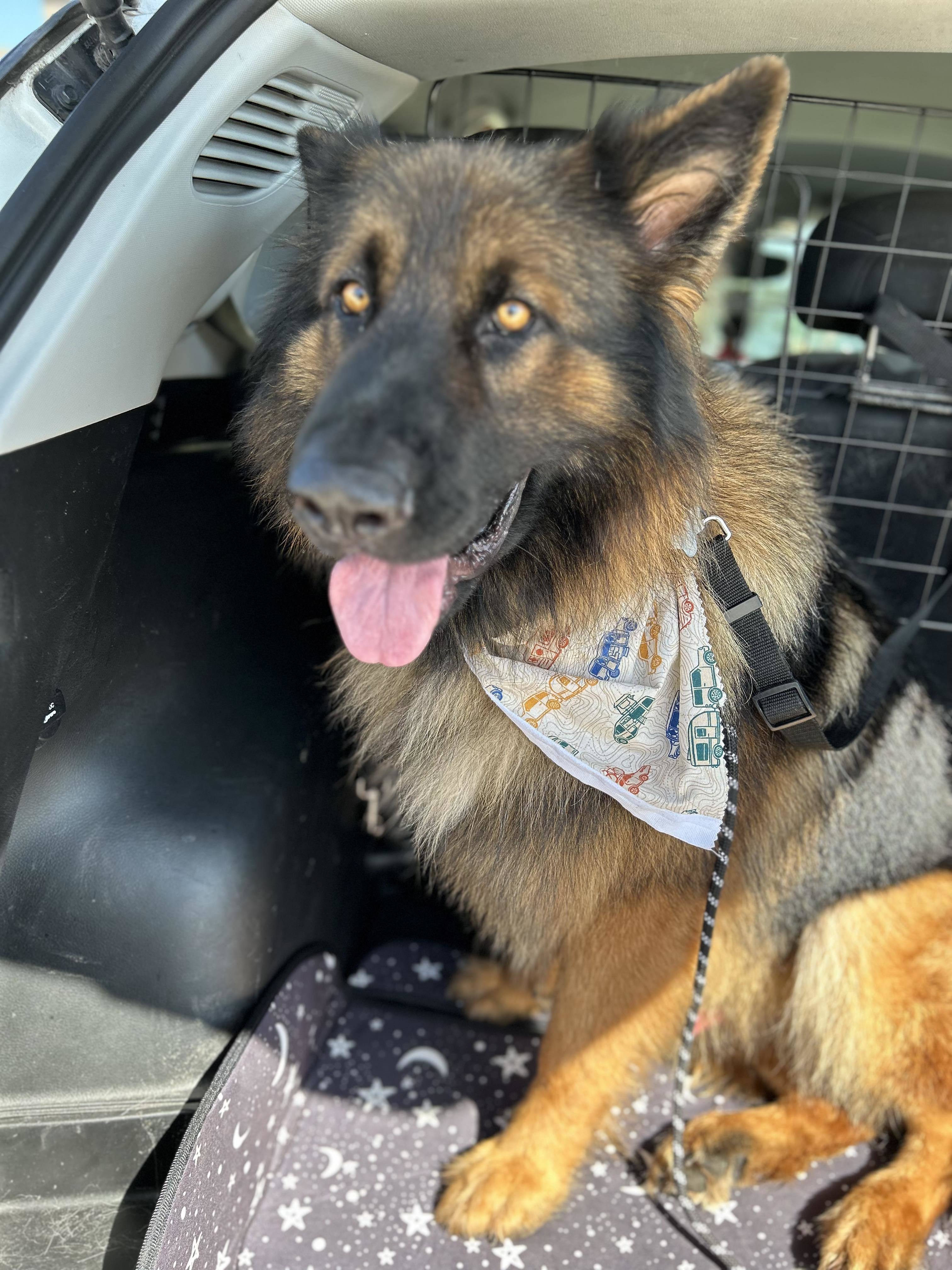 Enlarge Saint, a Adopted German Shepherd Dog in Forney, TX image 3/3