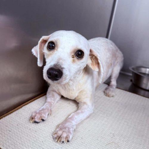 Enlarge Bella, a Adoptable Miniature Poodle in Verona, NJ image 1/2