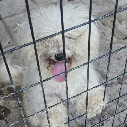 Enlarge Bella, a Adoptable Miniature Poodle in Verona, NJ image 2/2