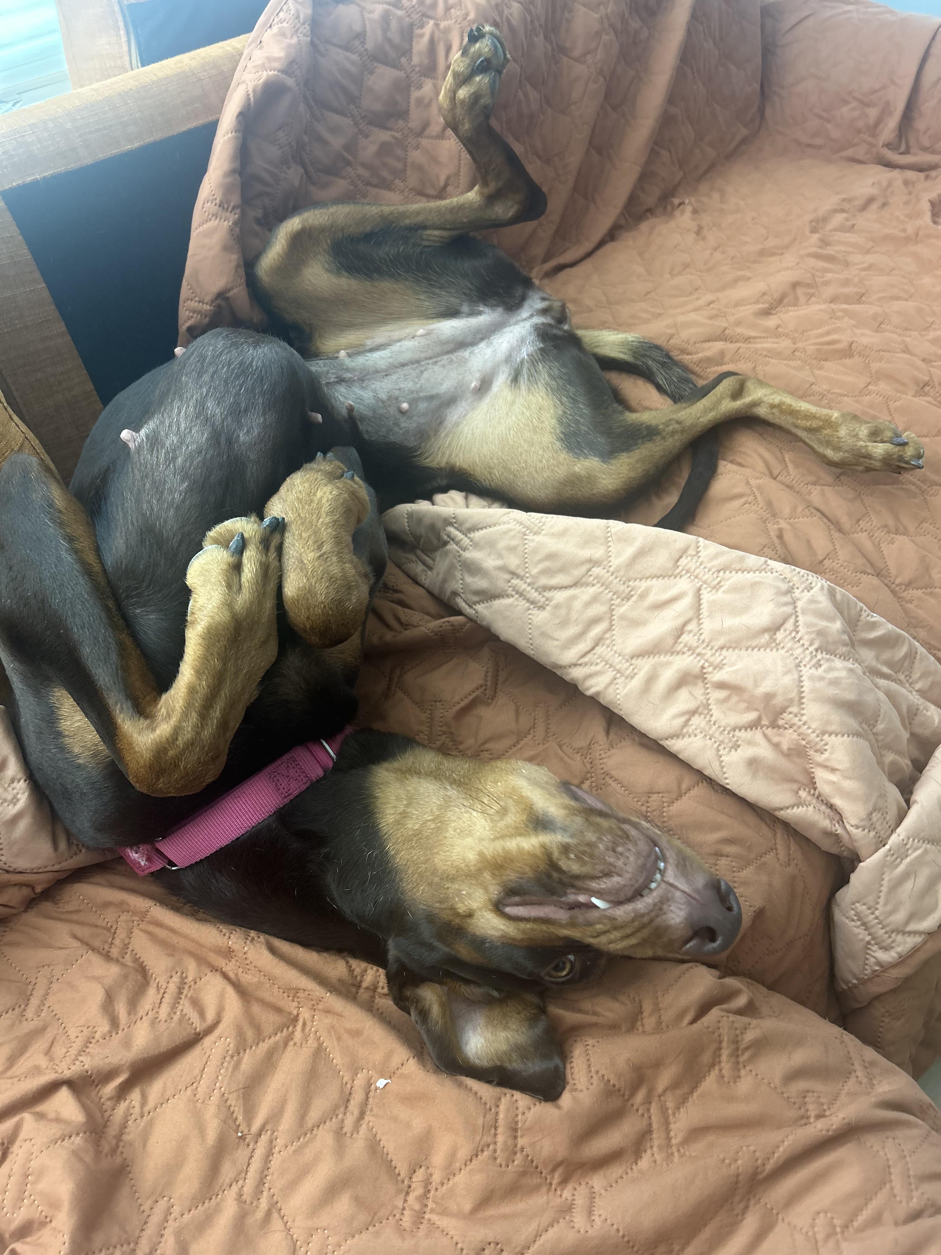 Enlarge Nina, a Adopted Doberman Pinscher in Redmond, WA image 2/4