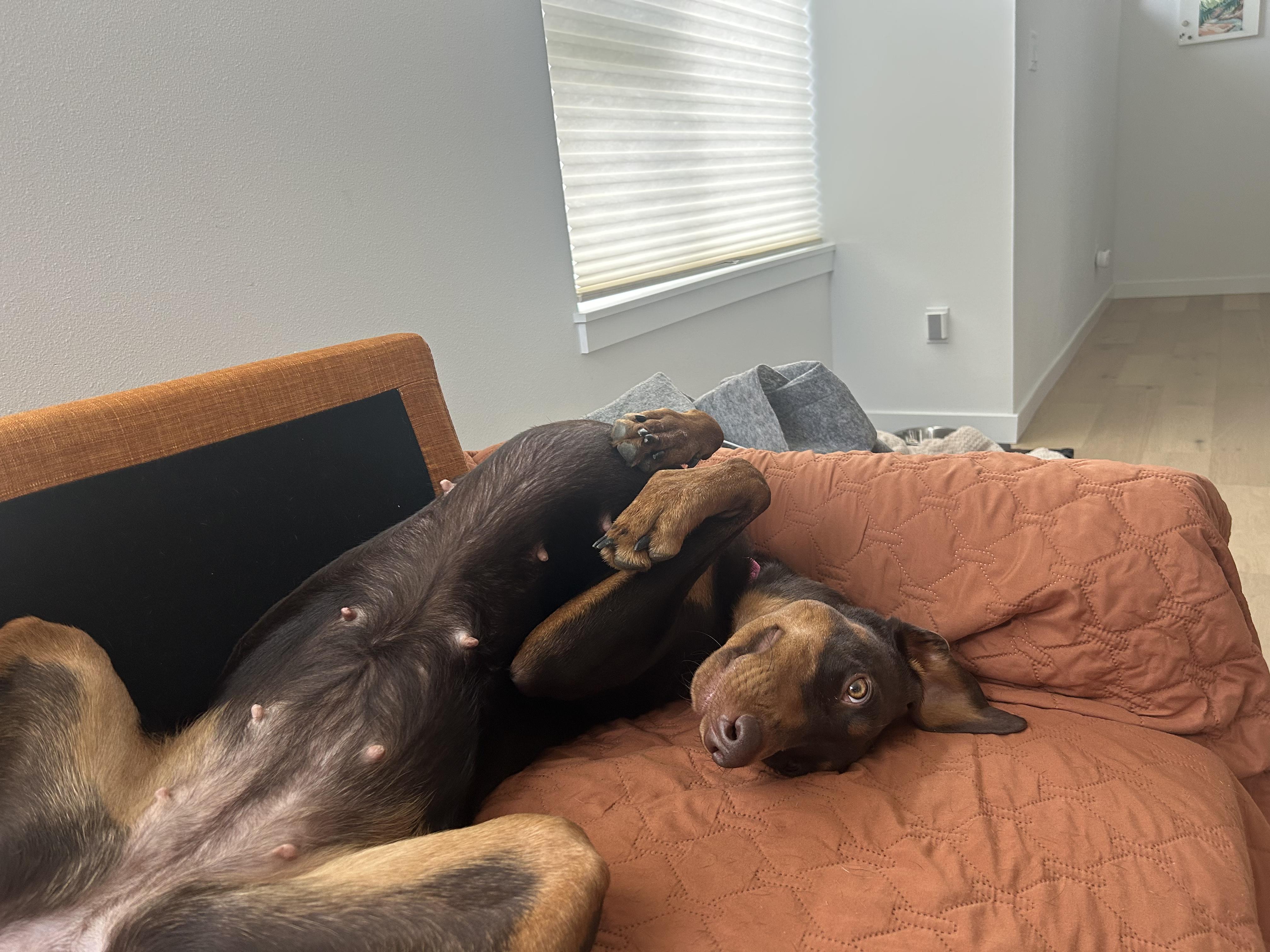 Enlarge Nina, a Adopted Doberman Pinscher in Redmond, WA image 3/4