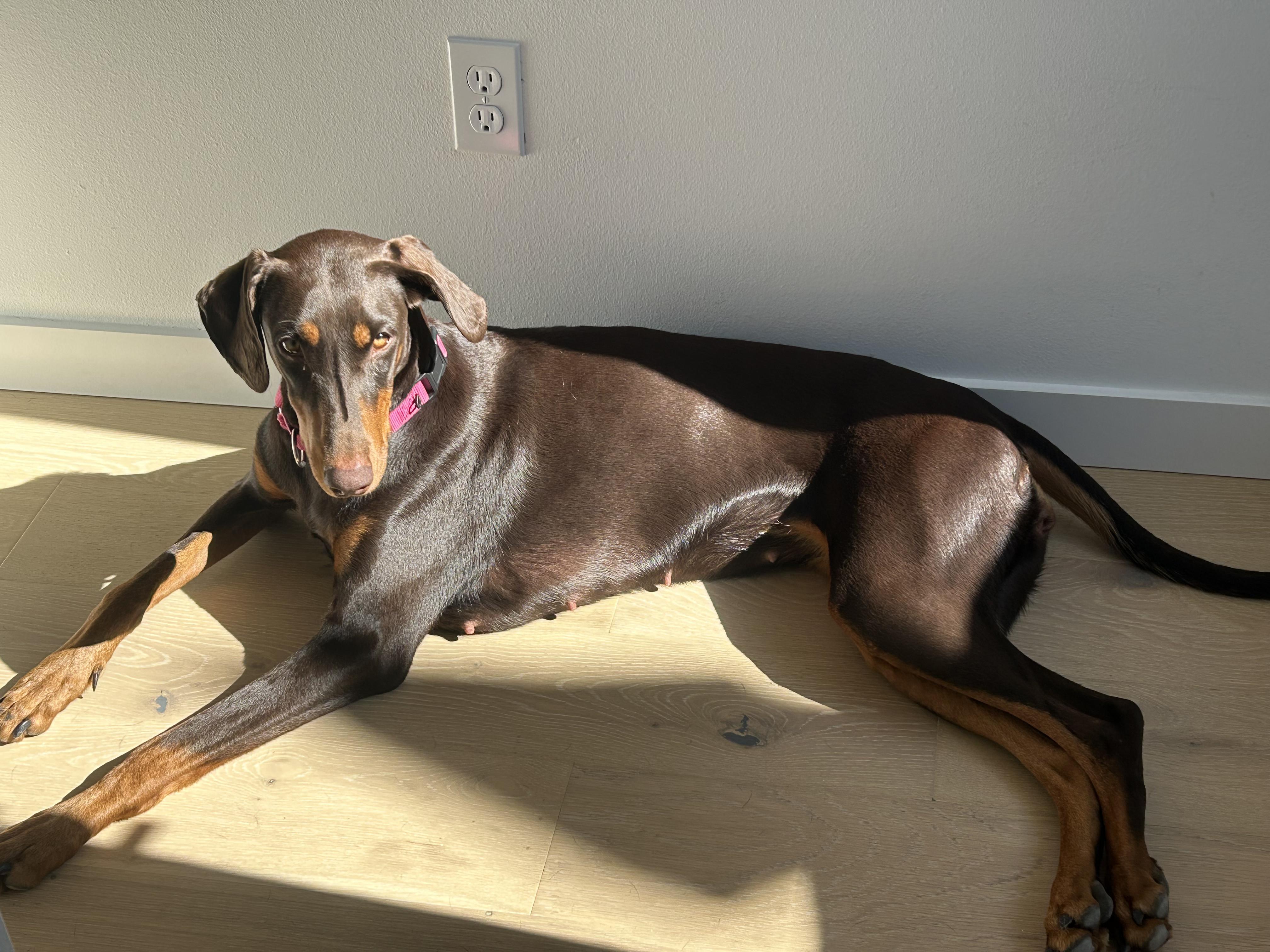 Enlarge Nina, a Adopted Doberman Pinscher in Redmond, WA image 4/4