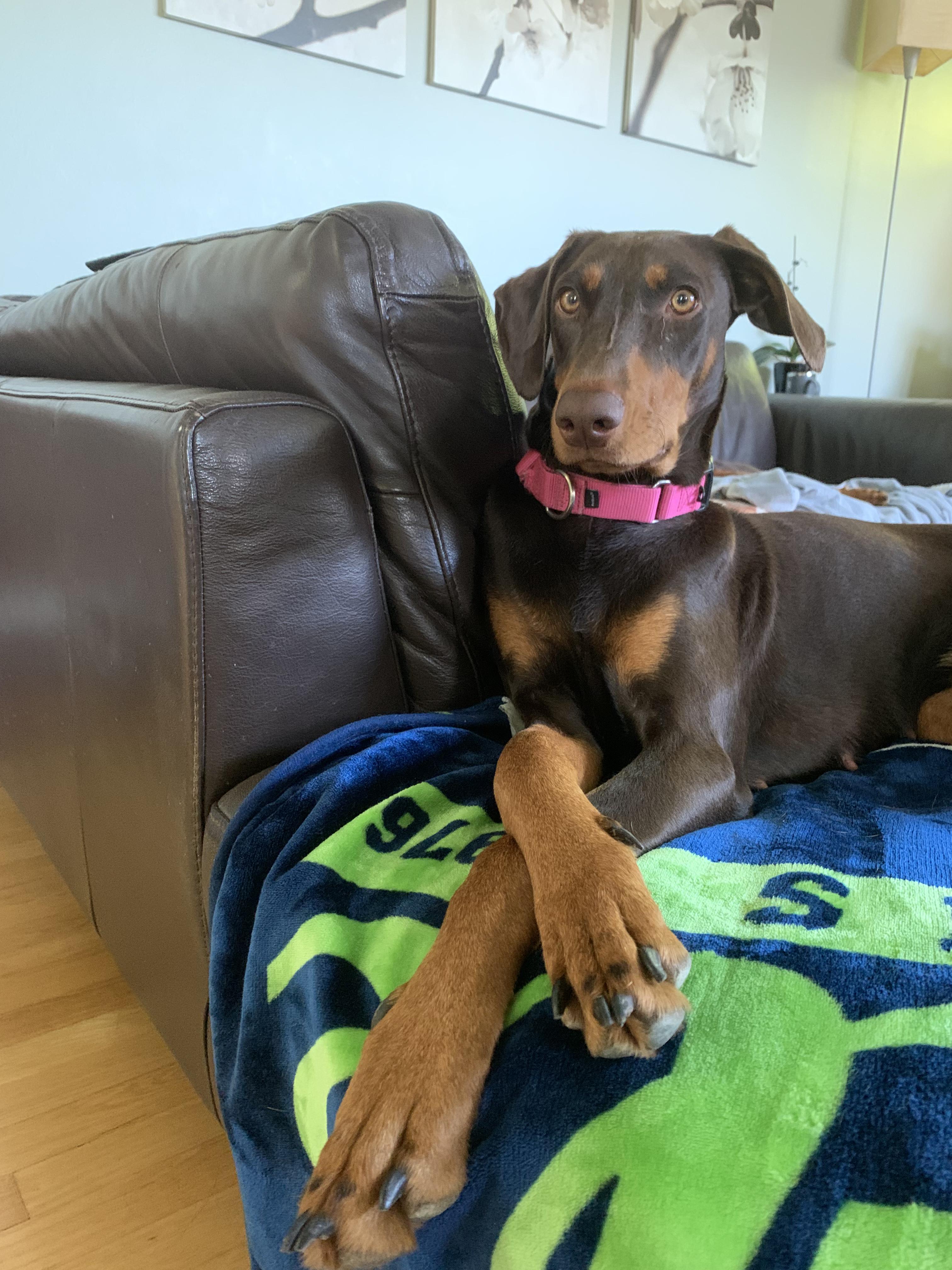 Enlarge Nina, a Adopted Doberman Pinscher in Redmond, WA image 1/4
