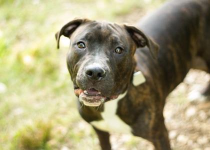 Enlarge Linus, a Adoptable Mixed Breed in Hamilton, OH image 2/6
