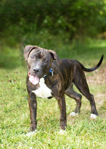 Linus, Adoptable, Puppy Male Mixed Breed.