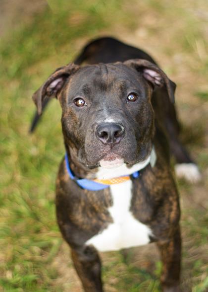 Enlarge Linus, a Adoptable Mixed Breed in Hamilton, OH image 3/6