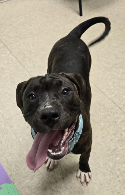 Enlarge Linus, a Adoptable Mixed Breed in Hamilton, OH image 5/6