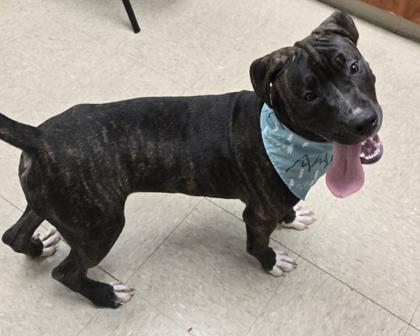 Enlarge Linus, a Adoptable Mixed Breed in Hamilton, OH image 6/6