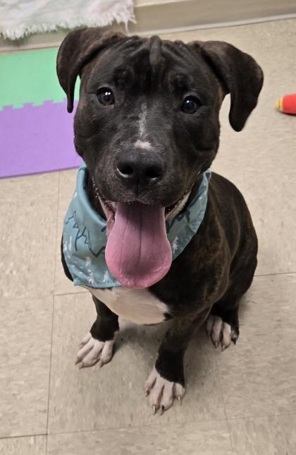 Enlarge Linus, a Adoptable Mixed Breed in Hamilton, OH image 4/6