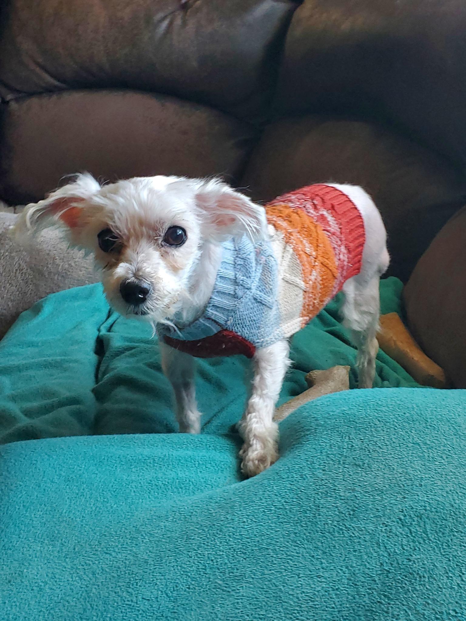 Enlarge Goblin - **Deaf** , a Adoptable mixed breed in Dayton, OH image 1/6