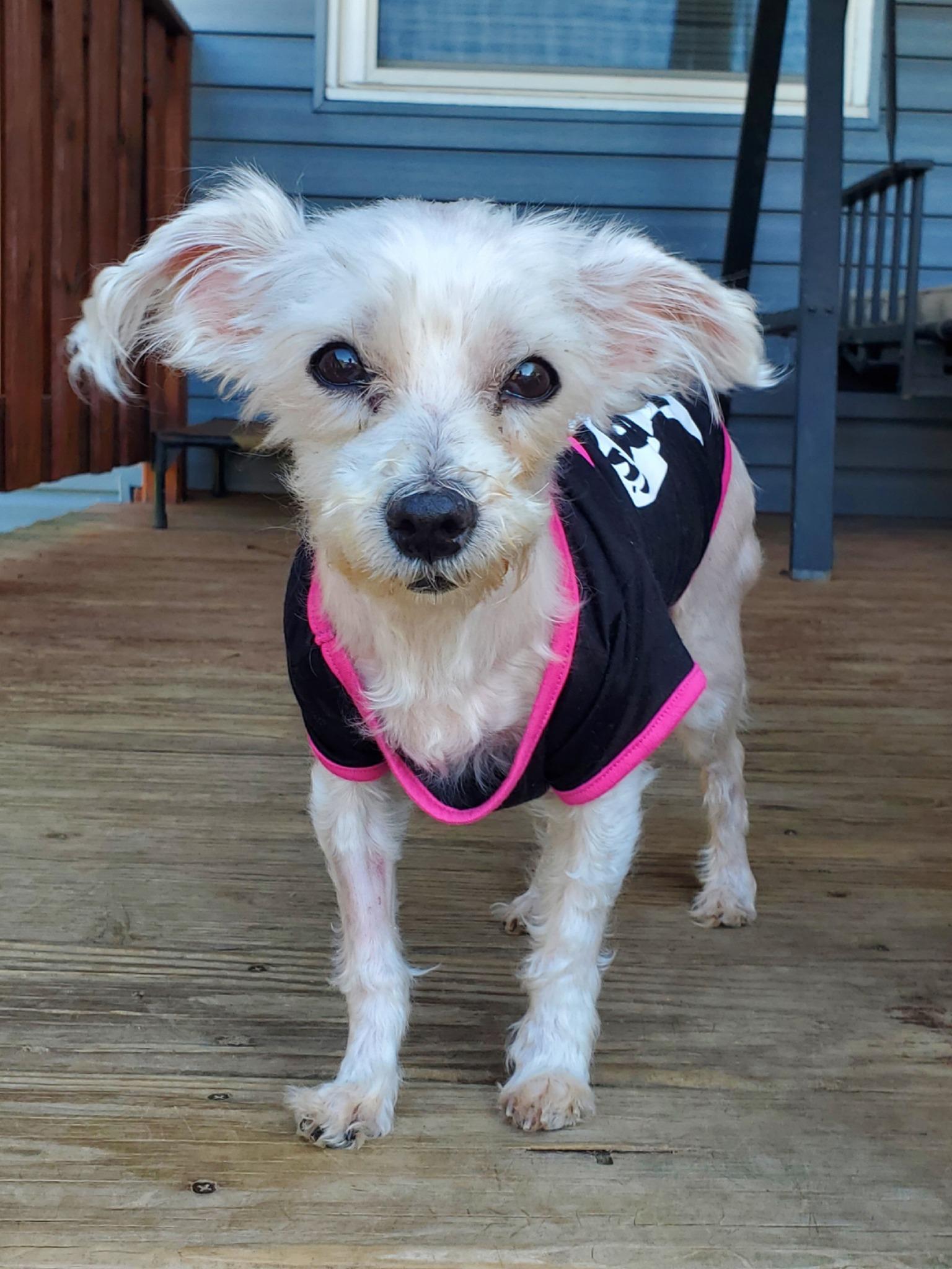 Enlarge Goblin - **Deaf** , a Adoptable mixed breed in Dayton, OH image 2/6