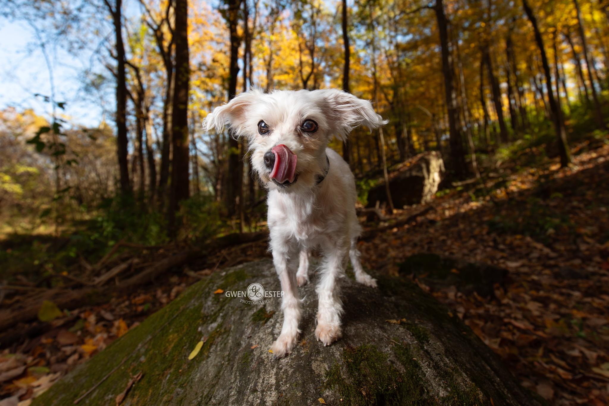 Enlarge Goblin - **Deaf** , a Adoptable mixed breed in Dayton, OH image 3/6