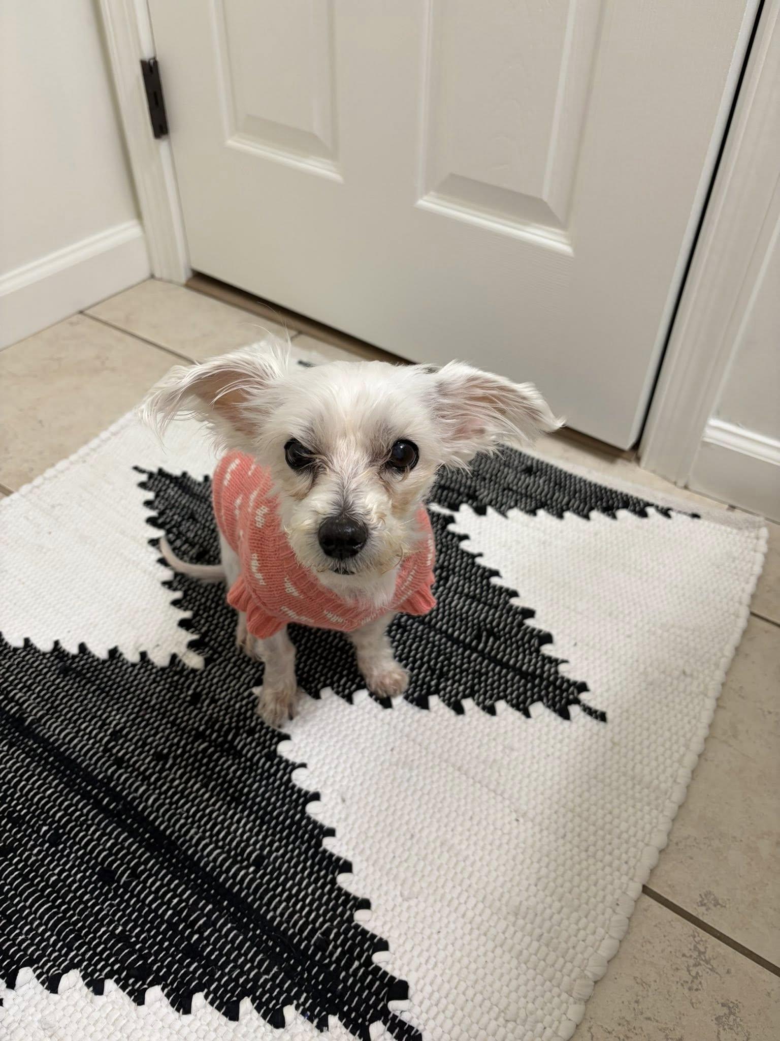 Enlarge Goblin - **Deaf** , a Adoptable mixed breed in Dayton, OH image 4/6