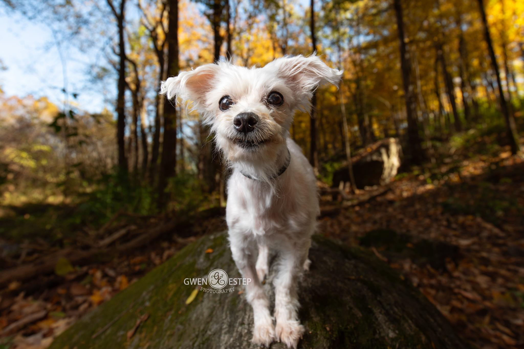 Goblin - **Deaf** , Adoptable, Senior Female Maltese.